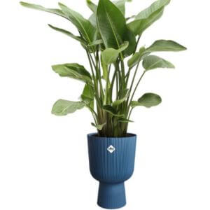 Elho Vibes Fold Coupe 30 - Bloempot voor Binnen - Diepblauw